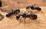 Ants Control Service