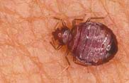 Control Service for Bed Bugs