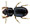 Wasp