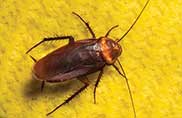Control Service for Cockroaches