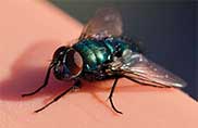 Control Service for Flies