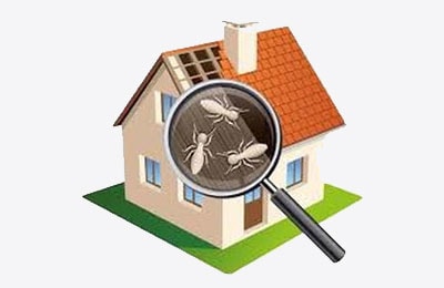Pre Purchase Termite Inspection