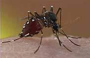 Control Service for Mosquitoes