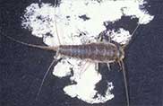 Control Service for Silverfish