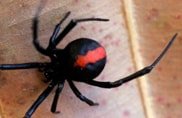 Control Service for Spiders